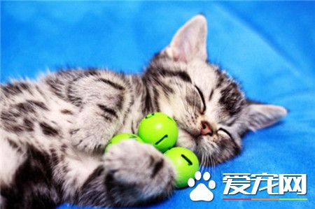 作为一只猫，睡觉是主业，卖萌是副业~