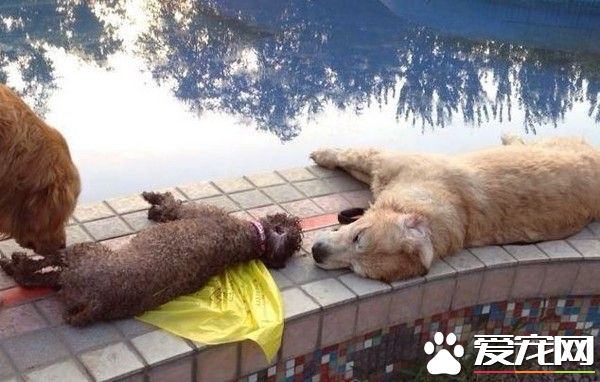 大妈遛爱犬 因喷水池漏电人狗一起触电身亡