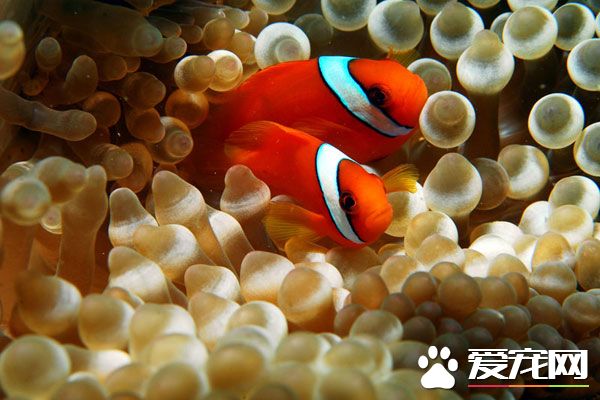 小丑鱼繁殖 小丑鱼繁殖的第一步就是产卵