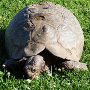 卡鲁海角陆龟图片