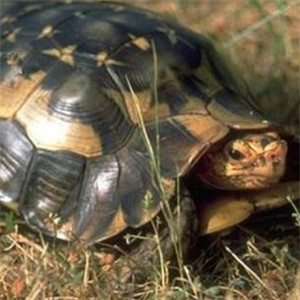非洲折背陆龟图片