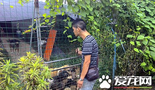 快递小哥自掏腰包建狗舍 收留数只流浪狗