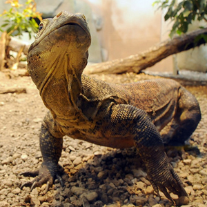科莫多巨蜥图片