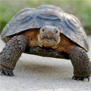 沙漠地鼠龟图片