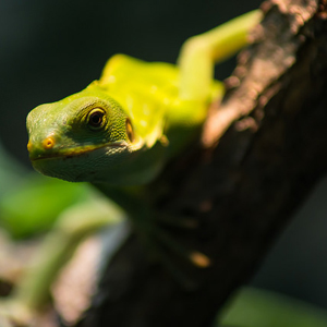 斐济鬣蜥图片