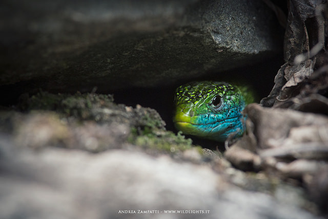 17182265569_bb87341469_z