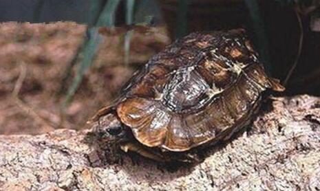 QQ截图20160809174532