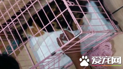 受虐流浪猫误闯诱捕笼 巧被救援