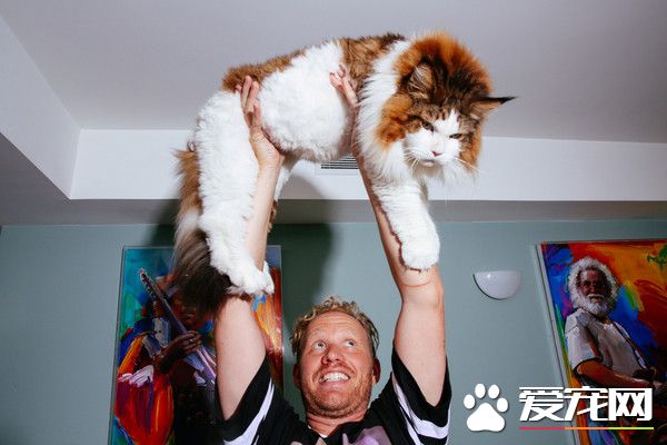 纽约最大肥猫体重达13公斤 主人下战帖欢迎挑战