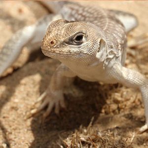 沙漠鬣蜥图片