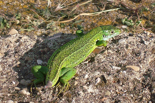 3559486842_064b4e9854_z