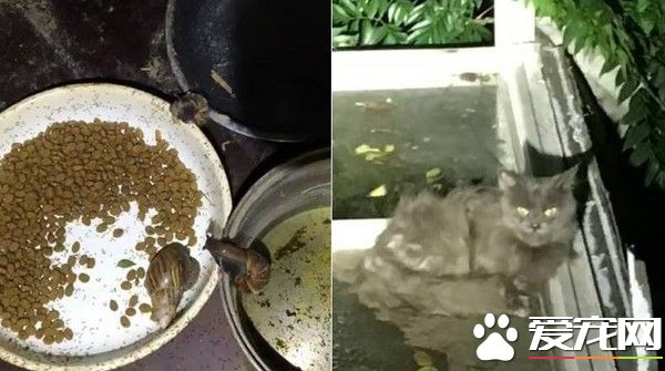 假爱心弃养百只猫 放工地自生自灭