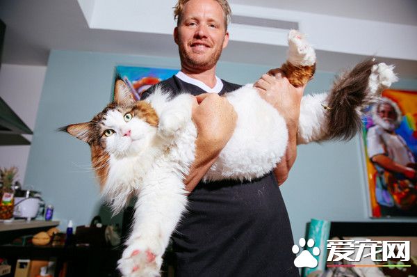 纽约最大肥猫体重达13公斤 主人下战帖欢迎挑战