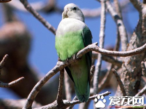 灰颊鹦的饲养 灰颊鹦喜爱水果类食物
