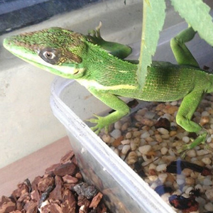 古巴变色蜥图片