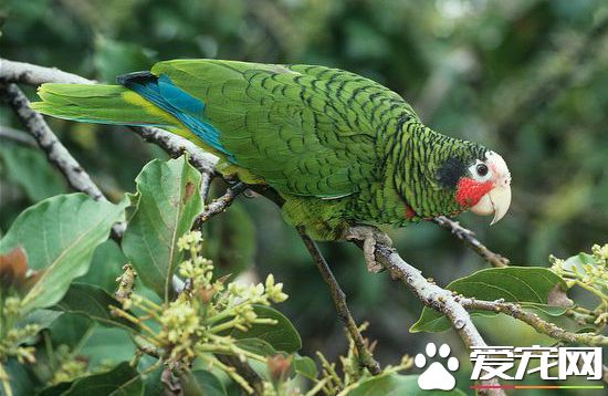 古巴亚马逊鹦鹉的饲养 饲养时需要注意的事项
