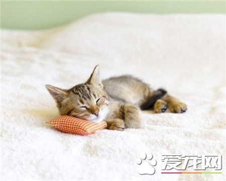 小咪咪睡小枕头，好舒服啊。