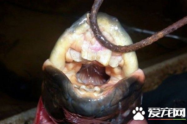 怪鳗鱼咬得狗惨叫 满口人牙吓坏渔夫