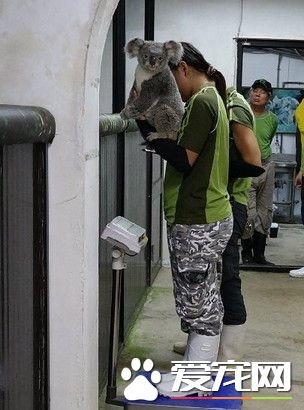 动物园食物引诱上磅秤 不上道黑熊拿了就跑