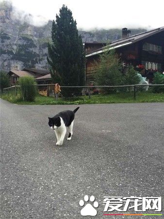 瑞士山区迷路 神秘猫咪出现救援