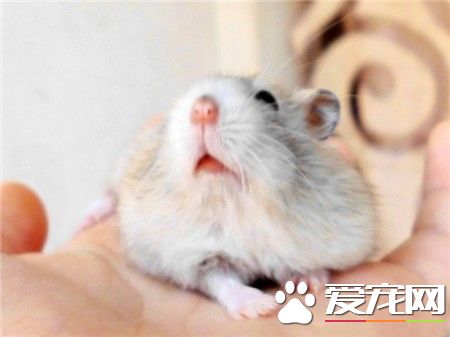 鼠星人，你看啥呢？