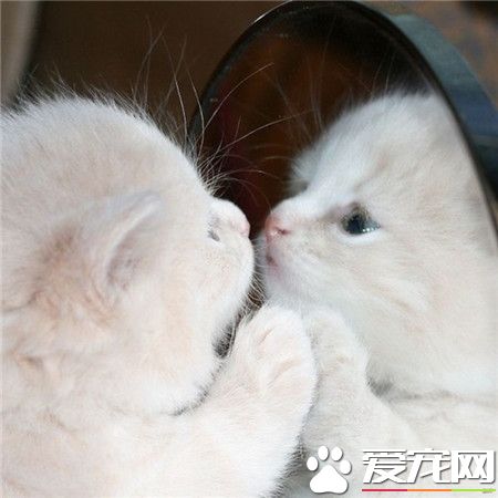 说真的，我被对面这个喵美到了！