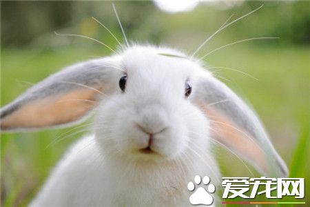 (〃▽〃)兔几可真是能在萌物和逗逼间随意切换的神奇生物......