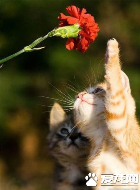 在自然原野中的小猫咪。