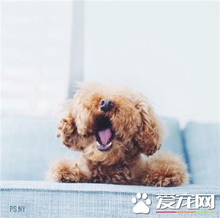 哟，这么大的哈欠，有那么的困吗？