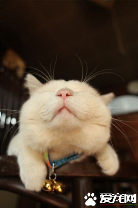 不要轻易的爱上我，我是孤独风中的一只猫~~