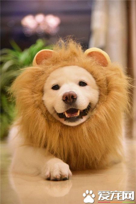 卖萌的小狮子，呃……不对，是卖萌的萨摩耶。