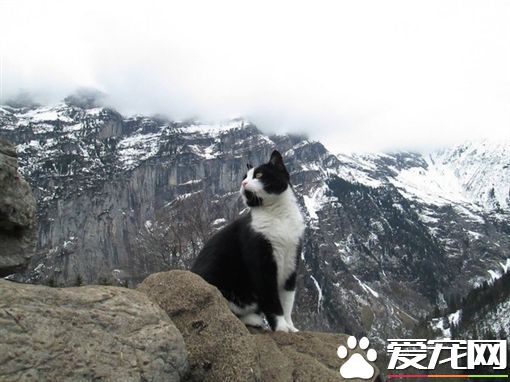 瑞士山区迷路 神秘猫咪出现救援