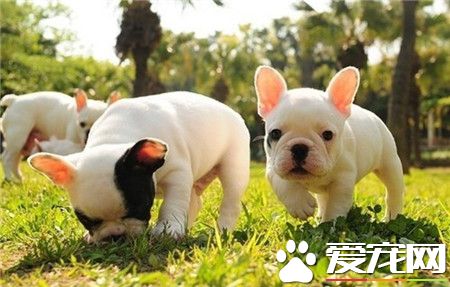 刚刚没注意还以为是只猪，哈哈。