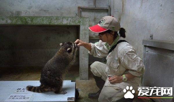 动物园食物引诱上磅秤 不上道黑熊拿了就跑