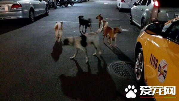 北市连见狗咬猫 惊爆大群猎犬