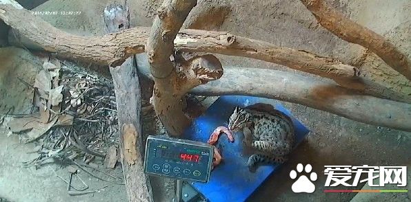 动物园食物引诱上磅秤 不上道黑熊拿了就跑