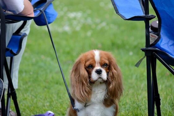 骑士查理王小猎犬