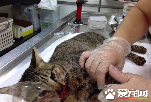 北市连见狗咬猫 惊爆大群猎犬