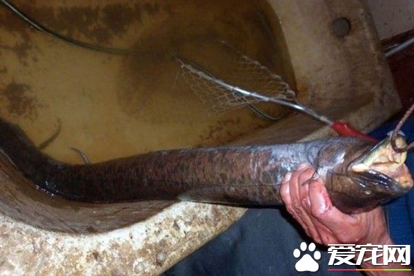 怪鳗鱼咬得狗惨叫 满口人牙吓坏渔夫