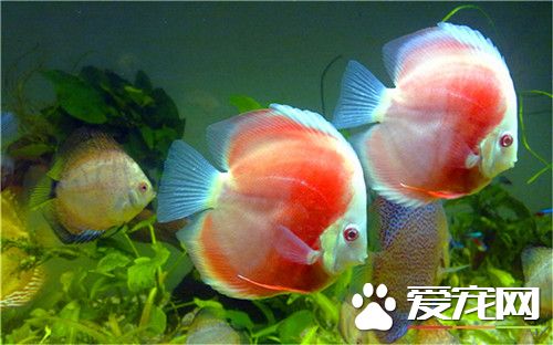 七彩神仙鱼头洞病 用硫酸铜溶液浸浴15-30分钟