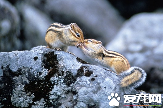 家养松鼠的七大最常见疾病 松鼠的常见疾病