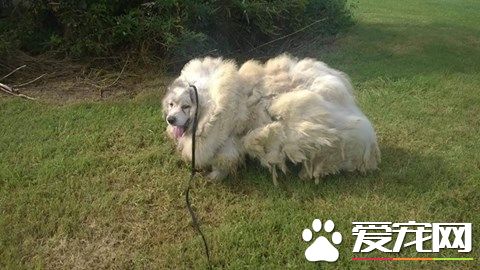 汪星人遭不当饲养 毛长到像只绵羊