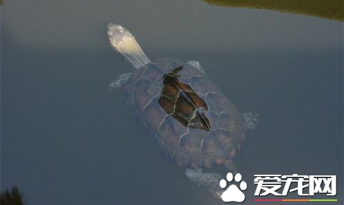 乌龟能活多长时间 一般都在80-120岁左右