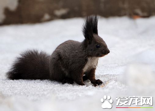 普通松鼠多少钱一只 一般在15～1500元之间