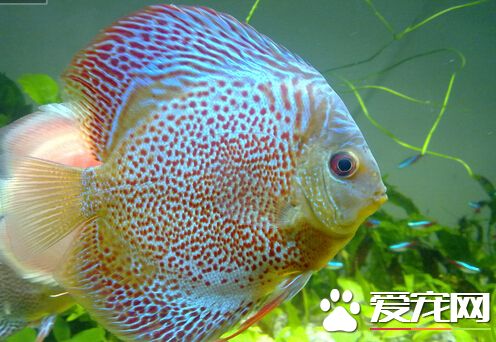 七彩神仙鱼白点 不建议直接采用药物治疗