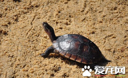 乌龟腐皮病怎么治疗 首先清除息处的病灶