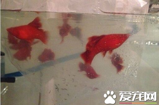 最好的红剑鱼 挑选红剑鱼的技巧分享