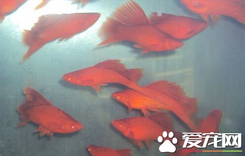 红剑鱼的种类 常见的有红剑黑剑红白剑