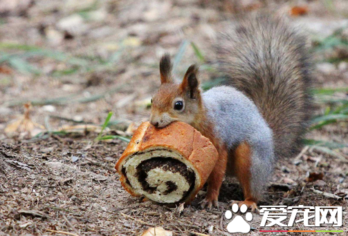 松鼠是哺乳动物吗 是哺乳纲啮齿目中的一个科