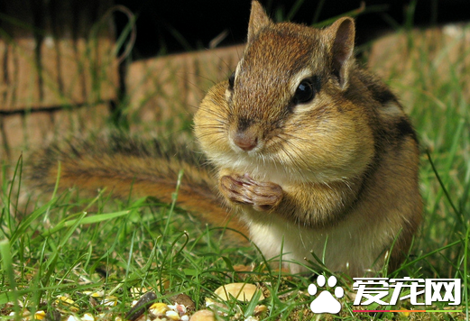 怎么驯服松鼠 开始切忌让它受到惊吓